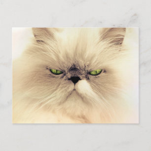Persische Cat Postkarten