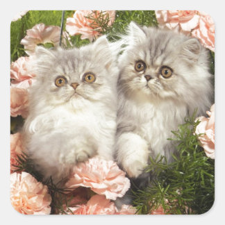 Persische Kätzchen spielen in rosa Blume Quadratischer Aufkleber