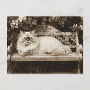 Persische Katze auf der Gartenbank Postkarte