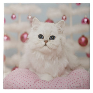 Persische Katze, die auf rosa Kissen sitzt Fliese