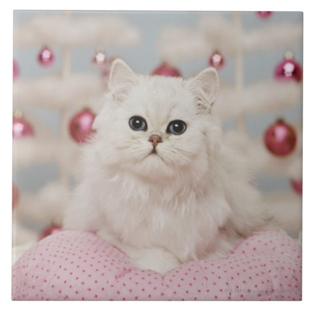 Persische Katze, die auf rosa Kissen sitzt Fliese (Vorderseite)