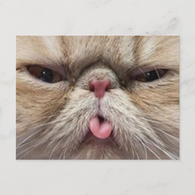 Persische Katze, die heraus Zunge haftet Postkarte (Vorderseite)