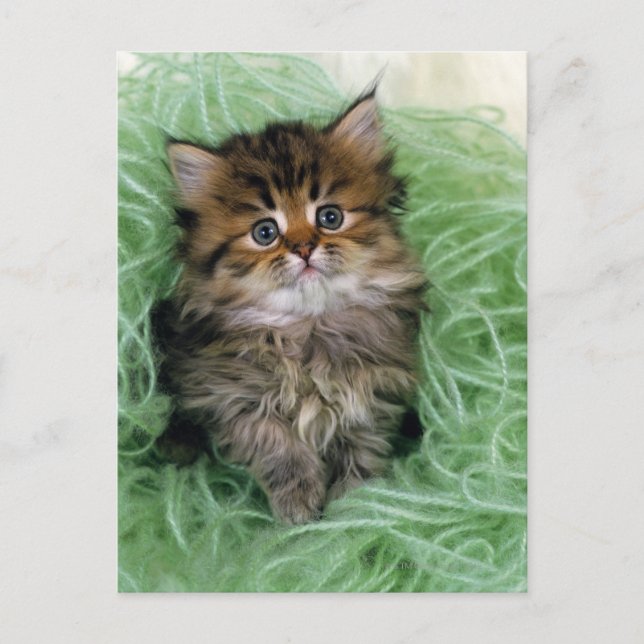 Persische Katze; ist ein der ältesten Zucht der Postkarte (Vorderseite)
