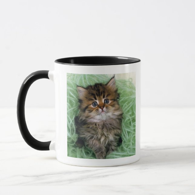 Persische Katze; ist ein der ältesten Zucht der Tasse (Links)
