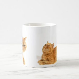 Persische Katze Kaffeetasse