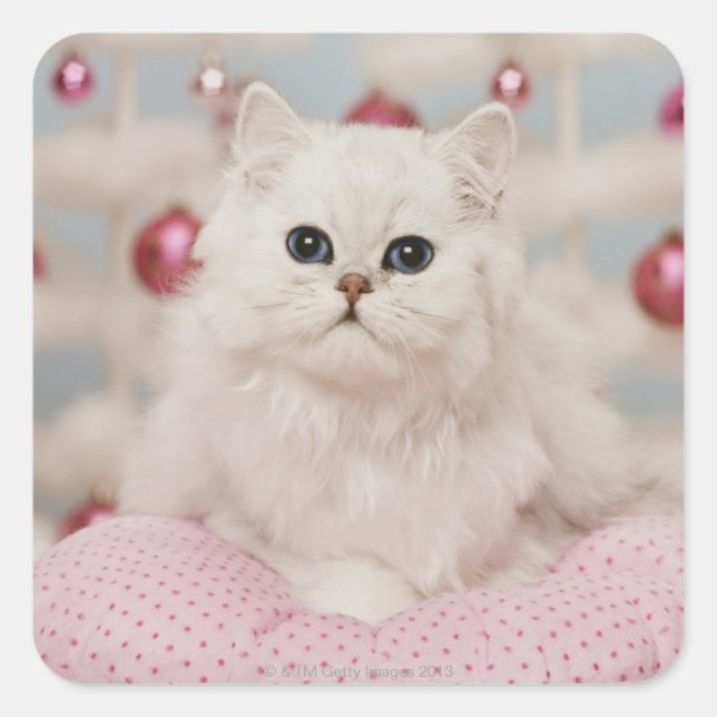 Persische Katze sitzt auf rosa Kissen Quadratischer Aufkleber (Vorderseite)