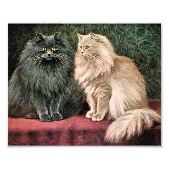 Persische Katzen - Blau und Creme Fotodruck (Vorne)