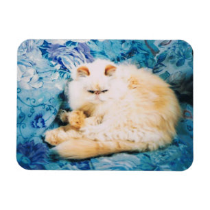 Persische Katzen-Foto-Magnet Magnet