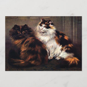 Persische Katzen Tortoiseshell #Caturday Einladung