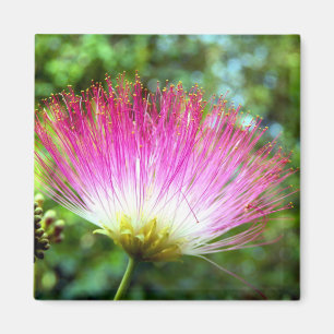 Persischer Seidenbaum-Blume Magnet