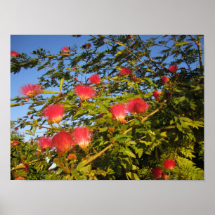 Persischer Seidenbaum Poster