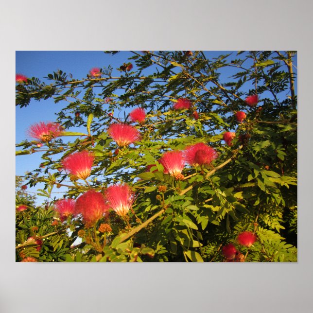 Persischer Seidenbaum Poster (Vorne)