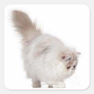 Persisches Kätzchen (3 Monate alt) Quadratischer Aufkleber