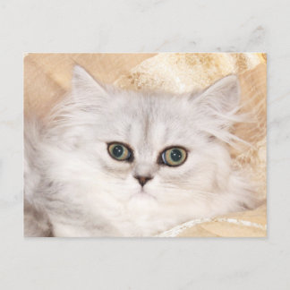 Persisches Kätzchengesicht Postkarte