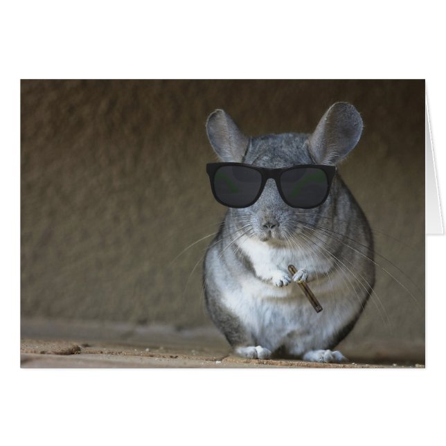 Person-Chinchilla (Vorderseite (Horizontal))