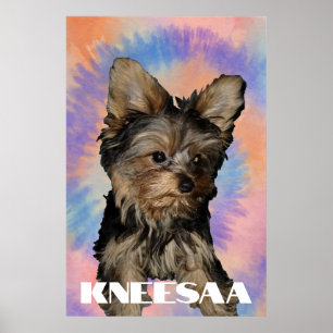 Personalisieren Sie es! Tie Dye Haustierfoto & Nam Poster