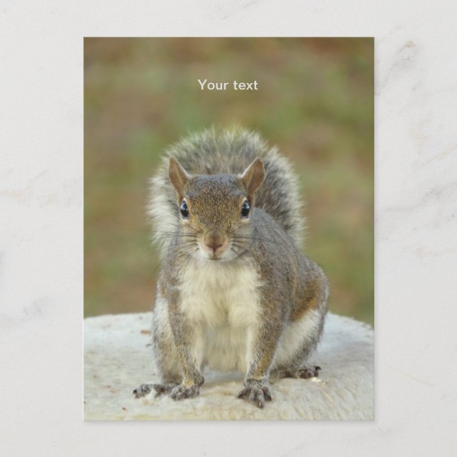 Personalisieren Sie Niedliches Eichhörnchen von An Postkarte (Vorderseite)