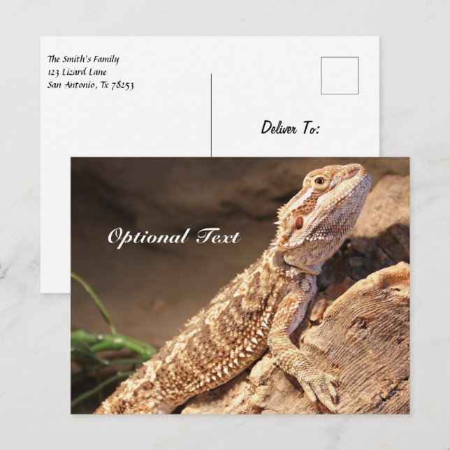 Personalisiert Baby Bearded Dragon Lizard Postkarte (Vorne/Hinten)