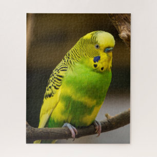 Personalisiert-Englisch-Budgie Parakeet