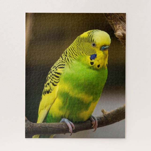 Personalisiert-Englisch-Budgie Parakeet (Vertikal)