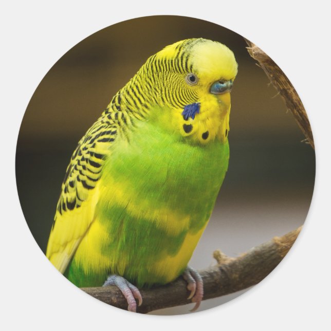 Personalisiert-Englisch-Budgie Parakeet Runder Aufkleber (Vorderseite)
