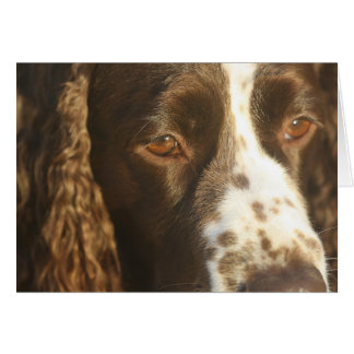 Personalisiert English Springer Spanisch Card