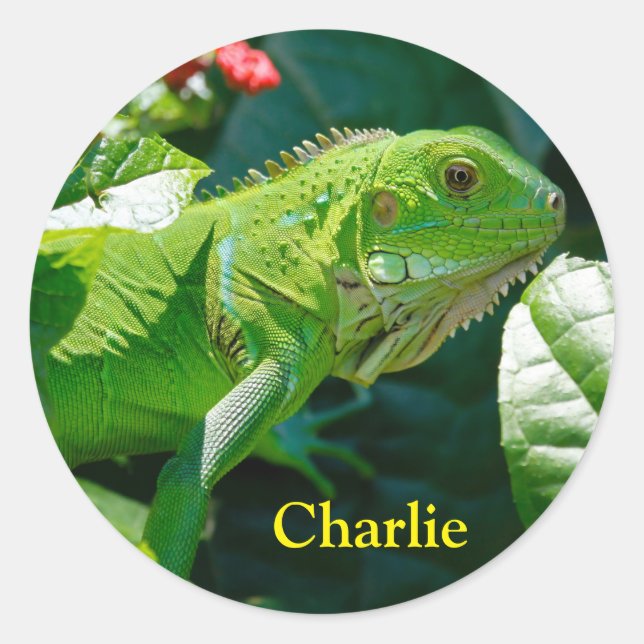 Personalisiert Green Iguana Lizard Runder Aufkleber (Vorderseite)