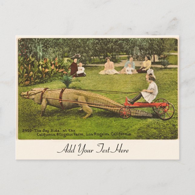 Personalisierte Alligator-Postkarte Postkarte (Vorderseite)