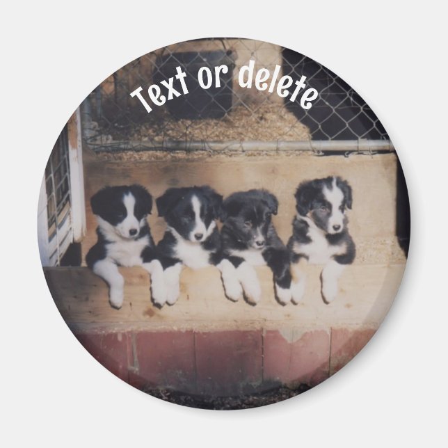 Personalisierte Border Collie Welpen Magnet (Vorne)