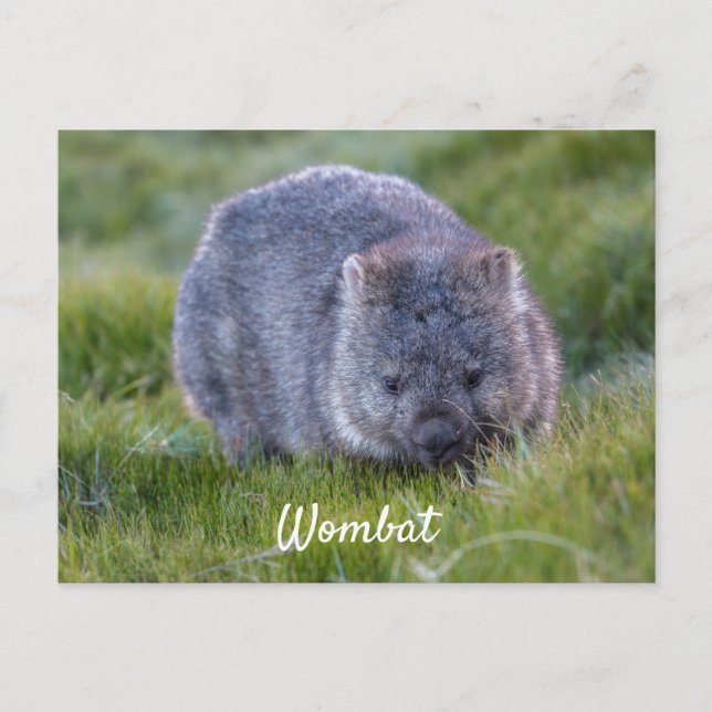 Personalisierte Niedliche Wombat Animal Tasmania A Postkarte (Vorderseite)