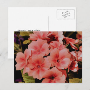 Personalisierte Pfirsich-Primel-Blumen Postkarte