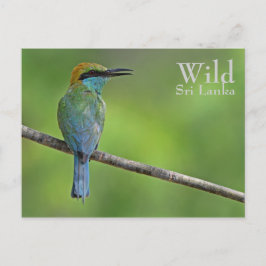 Personalisierter Bienenfresser Postkarte
