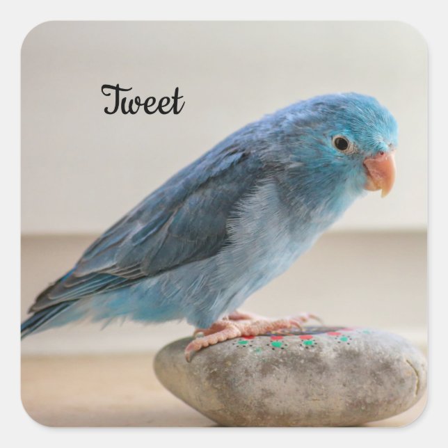 Personalisierter Blauer Parrotlet Pet Bird Quadratischer Aufkleber (Vorderseite)