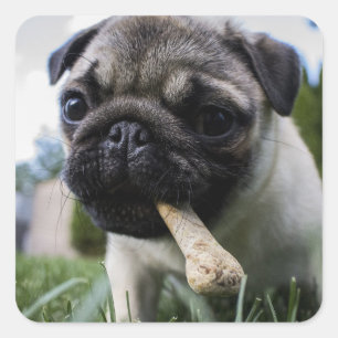 Personalisierter Mops Foto und Name Quadratischer Aufkleber
