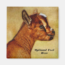 Personalisierter nigerianischer Zwerg