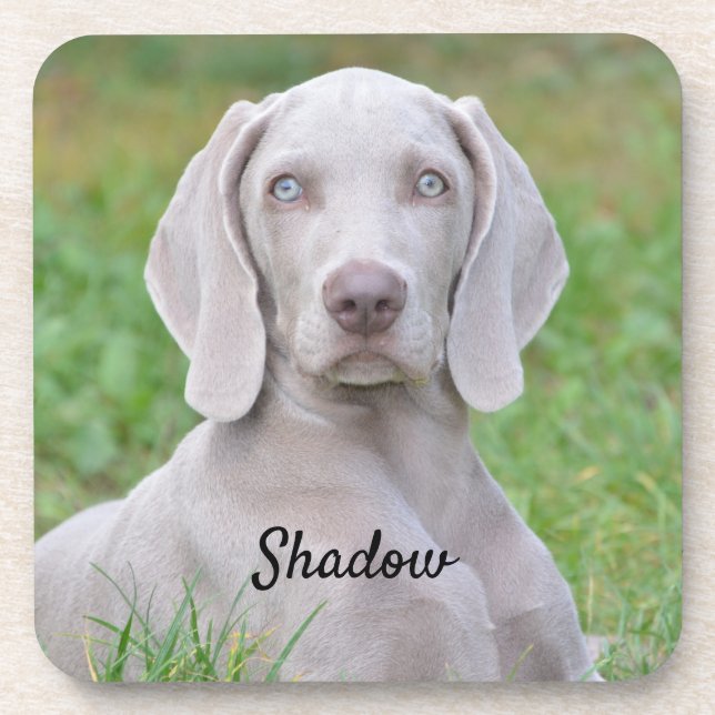 Personalisierter Weimaraner Welpenhund Getränkeuntersetzer (Vorderseite)