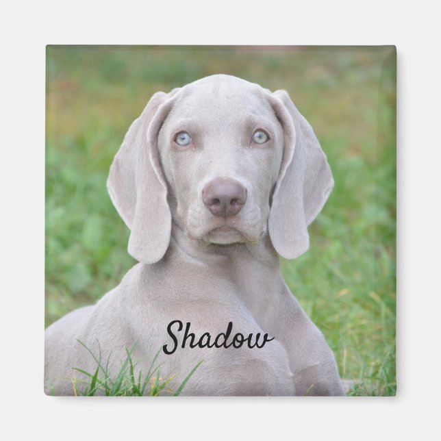 Personalisierter Weimaraner Welpenhund Magnet (Vorne)
