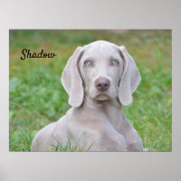 Personalisierter Weimaraner Welpenhund