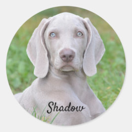 Personalisierter Weimaraner Welpenhund Runder Aufkleber