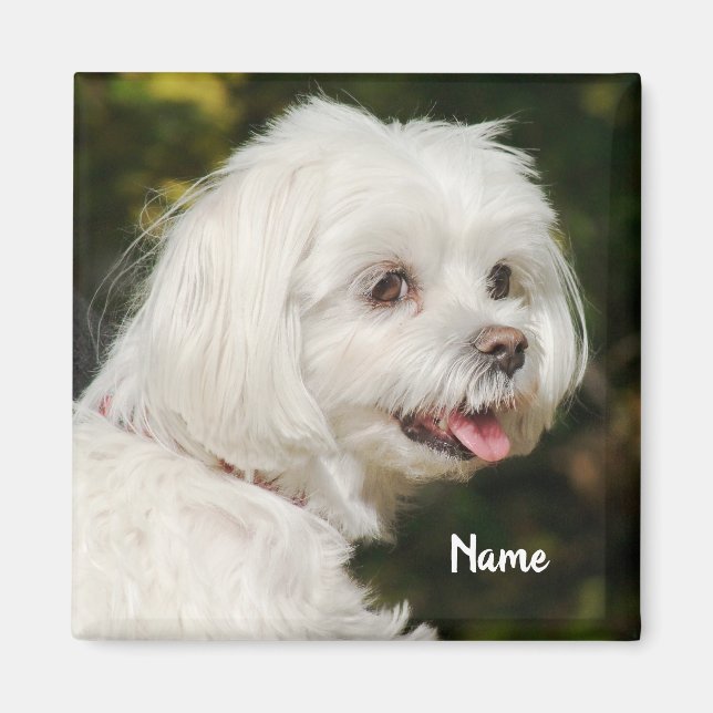 Personalisierter weißer maltesischer Welpenhund Magnet (Vorne)