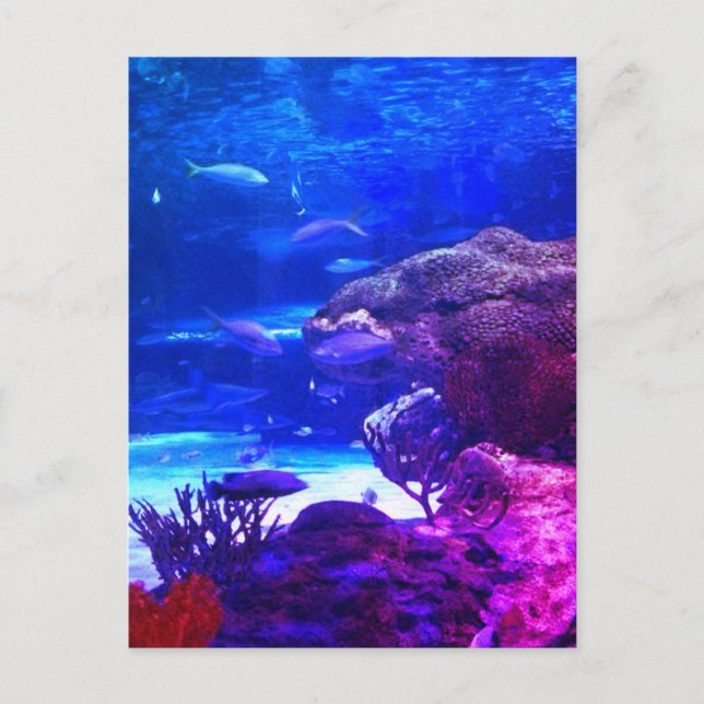 Personalisiertes Korallenriff Postkarte (Vorderseite)