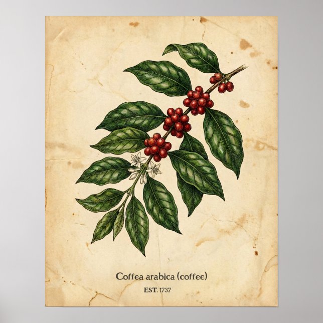 Personalized Vintage Coffee Plant Botanical Poster (Vorne)