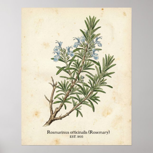 Personalized Vintage Rosemary Herb Botanical Poster (Vorne)