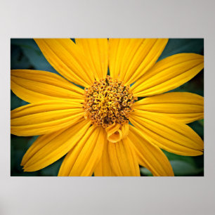 Persönliche Gestaltung der schönen gelben Blume Poster