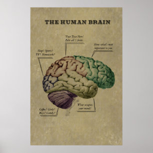 Personnalisable Poster du Cerveau Humain, modifier