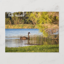 Perth Black Swan Australia Postcard Postkarte