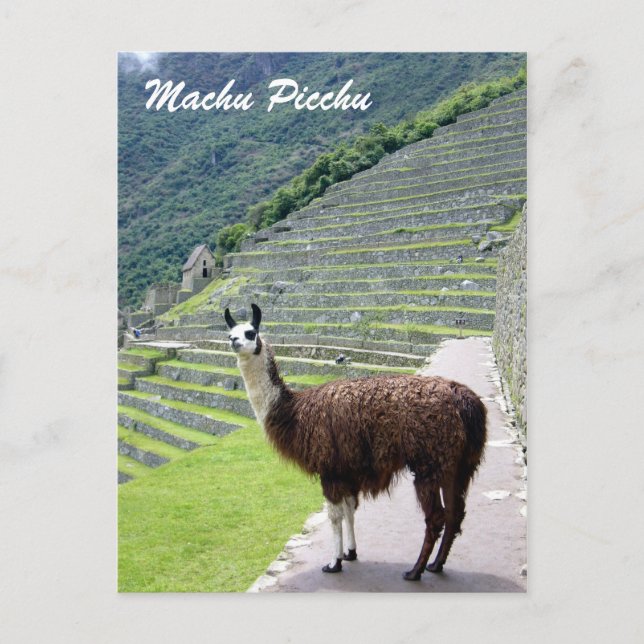 Peru-Lama-Blick Postkarte (Vorderseite)