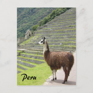 Peru Lama Postkarte