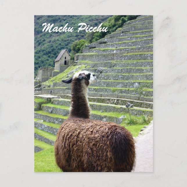peru llama postkarte (Vorderseite)