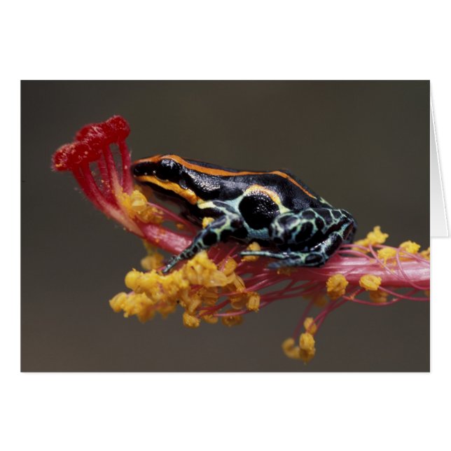 Peru, Peruaner Regenwald. Giftbogenfrosch (Vorderseite (Horizontal))